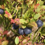 Vaccinium myrtillus - Brusnica čučoriedková 18-06-07