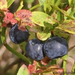 Vaccinium myrtillus - Brusnica čučoriedková 18-06-07a