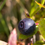 Vaccinium myrtillus - Brusnica čučoriedková IMG_0534