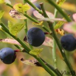 Vaccinium myrtillus - Brusnica čučoriedková IMG_8144