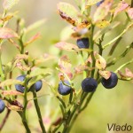 Vaccinium myrtillus - Brusnica čučoriedková IMG_8145