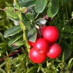 Vaccinium vitis-idaea - Brusnica obyčajná 17-10-30