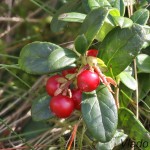 Vaccinium vitis-idaea - Brusnica obyčajná 18-09-16