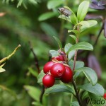 Vaccinium vitis-idaea - Brusnica obyčajná 183356