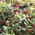 Vaccinium vitis-idaea - Brusnica obyčajná 185720