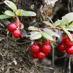 Vaccinium vitis-idaea - Brusnica obyčajná 205956