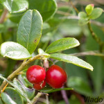 Vaccinium vitis-idaea - Brusnica obyčajná IMG_9242