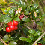 Vaccinium vitis-idaea - Brusnica obyčajná IMG_9260