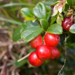 Vaccinium vitis-idaea - Brusnica obyčajná IMG_9261