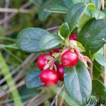 Vaccinium vitis-idaea - Brusnica obyčajná IMG_9288