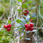 Vaccinium vitis-idaea - Brusnica obyčajná IMG_9323