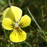 Viola lutea subsp. sudetica - Fialka žltá sudetská IMG_0473