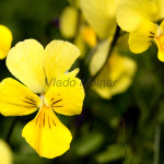 Viola tricolor - Fialka trojfarebná IMG_0609
