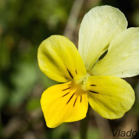 Viola tricolor - Fialka trojfarebná IMG_4573