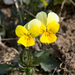 Viola tricolor - Fialka trojfarebná  IMG_6275