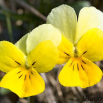 Viola tricolor - Fialka trojfarebná  IMG_6275m