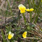 Viola tricolor - Fialka trojfarebná  IMG_6276