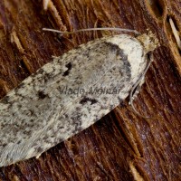 Agonopterix curvipunctosa - Ploskáč trebuľkový 195821