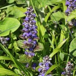 Ajuga reptans - Zbehovec plazivý IMG_6305