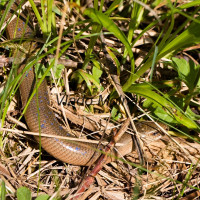 Anguis fragilis - Slepúch lámavý IMG_2523