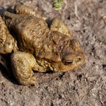 Bufo bufo) - Ropucha bradavičnatá IMG_0883 (1)