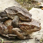 Bufo bufo - Ropucha bradavičnatá IMG_4705