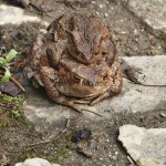Bufo bufo - Ropucha bradavičnatá IMG_9130
