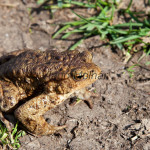 Bufo bufo - Ropucha bradavičnatá IMG_0821