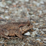 Bufo bufo - Ropucha bradavičnatá IMG_4139