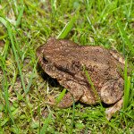 Bufo bufo - Ropucha bradavičnatá IMG_4246