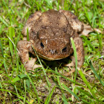 Bufo bufo - Ropucha bradavičnatá IMG_4247
