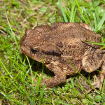 Bufo bufo - Ropucha bradavičnatá IMG_4248
