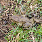 Bufo bufo - Ropucha bradavičnatá IMG_6150