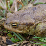 Bufo bufo - Ropucha bradavičnatá IMG_6153