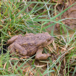 Bufo bufo - Ropucha bradavičnatá IMG_6159