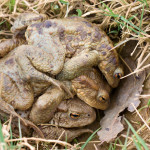 Bufo bufo - Ropucha bradavičnatá IMG_6160