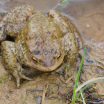 Bufo bufo - Ropucha bradavičnatá IMG_6163