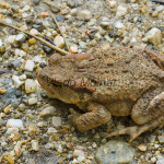 Bufo bufo - Ropucha bradavičnatá IMG_9042