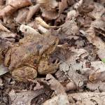Bufo bufo - Ropucha bradavičnatá IMG_9353