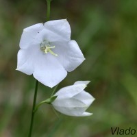 Campanula persicifolia 'Alba' - Zvonček broskyňolistý IMG_2201