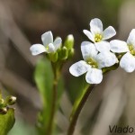 Cardaminopsis halleri - Žerušničník Hallerov 122741