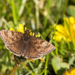 Erynnis tages - Súmračník kotúčový IMG_6321