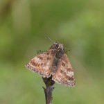 Erynnis tages - Súmračník kotúčový IMG_6624