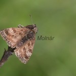 Erynnis tages - Súmračník kotúčový IMG_6626