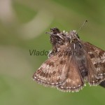 Erynnis tages - Súmračník kotúčový IMG_6628