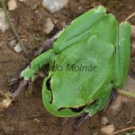 Hyla arborea - Rosnička zelená 085412