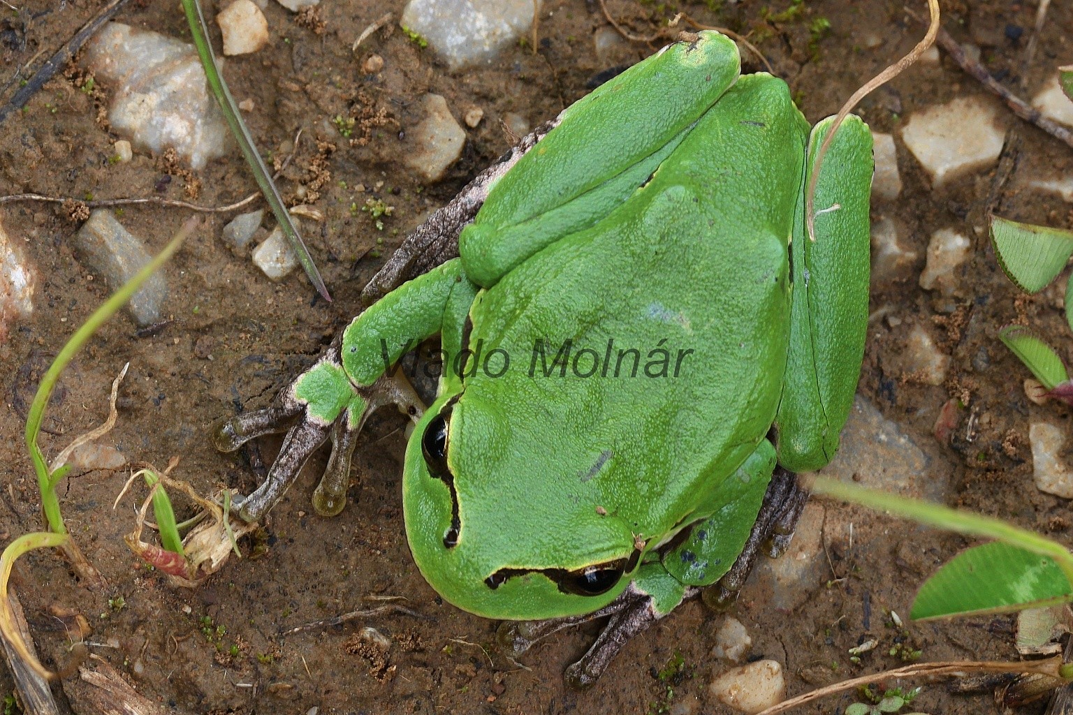 Hyla arborea - Rosnička zelená 085412