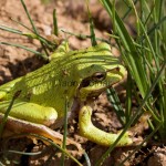 Hyla arborea  - Rosnička zelená IMG_1289