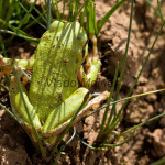 Hyla arborea - Rosnička zelená IMG_1290
