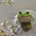 Hyla arborea - Rosnička zelená IMG_4628